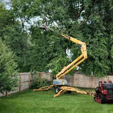 Professional Tree Care in Louisville, IL