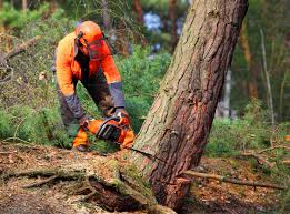 Leaf Removal in Louisville, IL