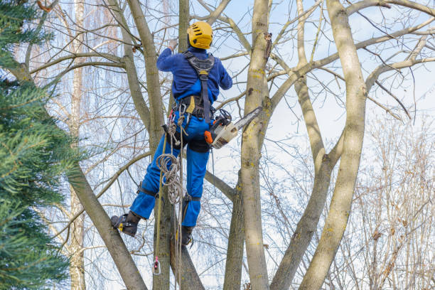 How Our Tree Care Process Works  in  Louisville, IL